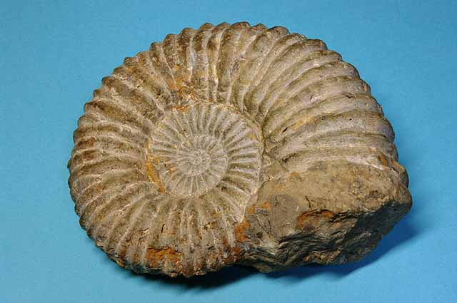 ドイツで発掘した　スレート化石　アンモナイト　ジュラ紀